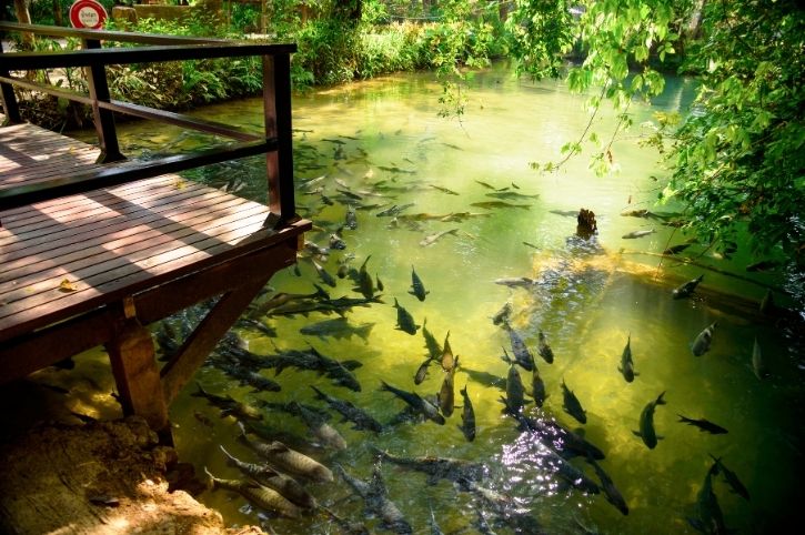 Tham Pla Fish Cave, Mae Hong Son