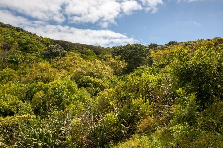 Tiritiri Matangi Island, North Island, New Zealand