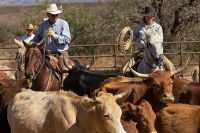 Herding cattle, Tombstone Ranch, Arizona