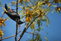 Tui Bird on a Kowhai Tree, Tiritiri Matangi Island, North Island, New Zealand
