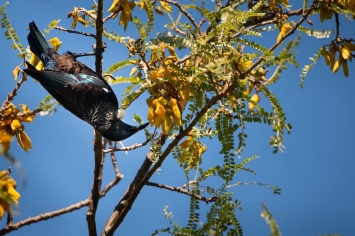 Tui Bird on a Kowhai Tree, Tiritiri Matangi Island, North Island, New Zealand