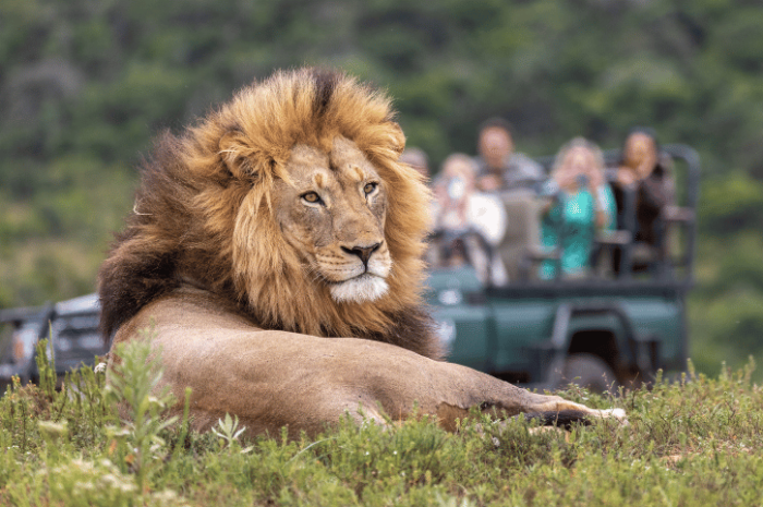 Ukhozi Lodge - Game Drive Lion, Kariega Game Reserve