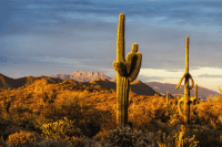 Sonoran Desert, Arizona