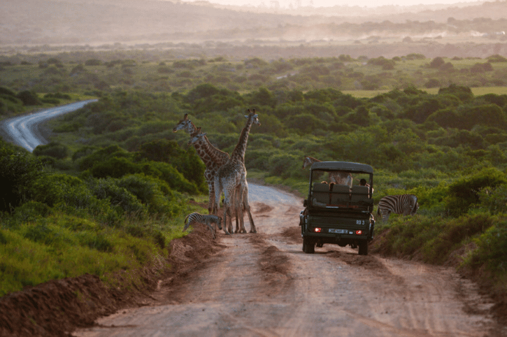 Game Drive, Riverdene Family Lodge