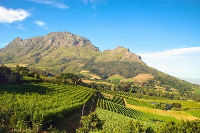 Vineyard in Franschhoek, Stellenbosch, South Africa