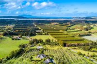 Vineyards & Orchards, Matakana Coast, North Island, New Zealand