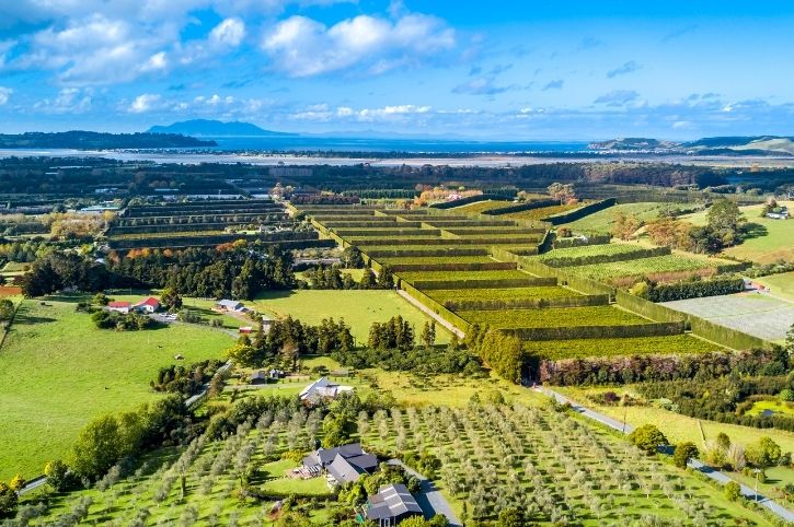 Vineyards & Orchards, Matakana Coast, North Island, New Zealand
