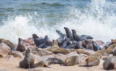 Walvis Bay Seals Namibia