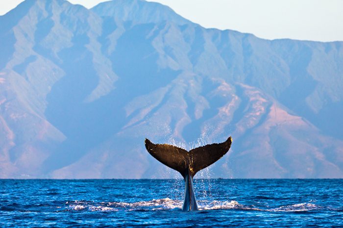 Whale watching, Hawaii