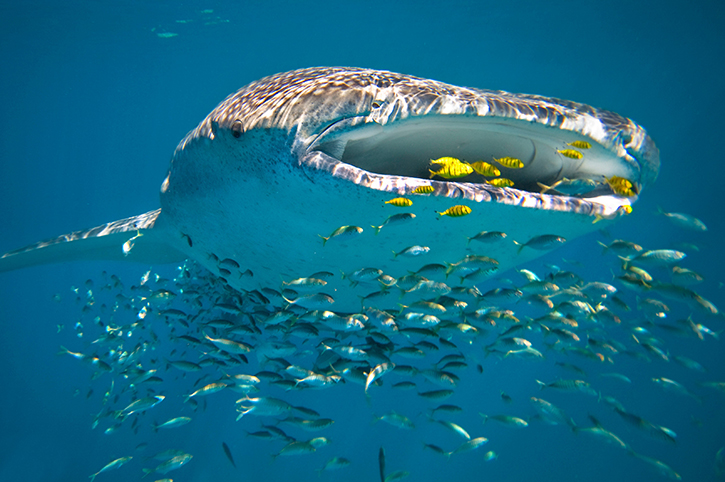 Whale Shark, Ningaloo Reef