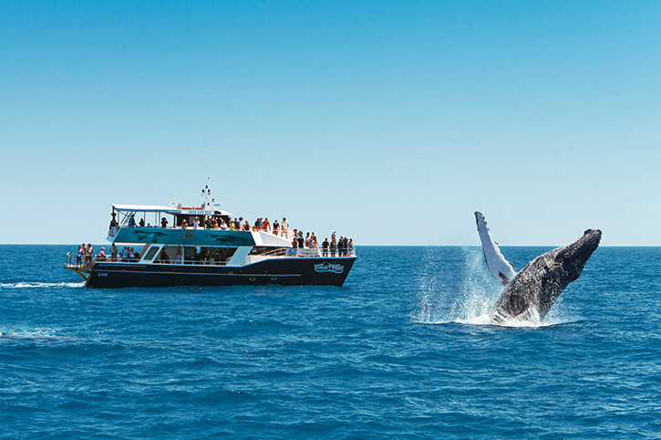 Whale Watching In Hervey Bay