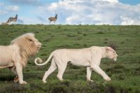 White Lions, Pumba Private Game Reserve, South Africa