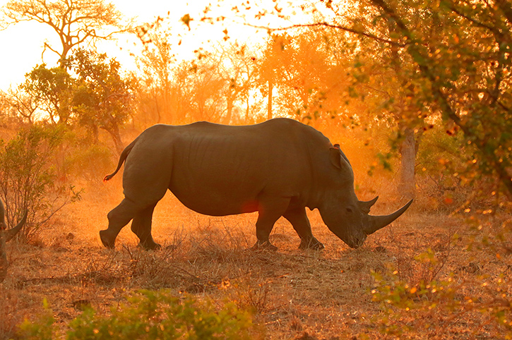 Centurion & Cape Town Tests, with Safari