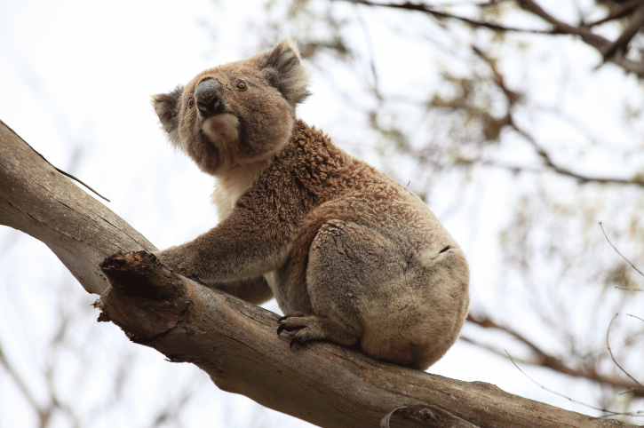 Wild Koala, Kennett River, Australia