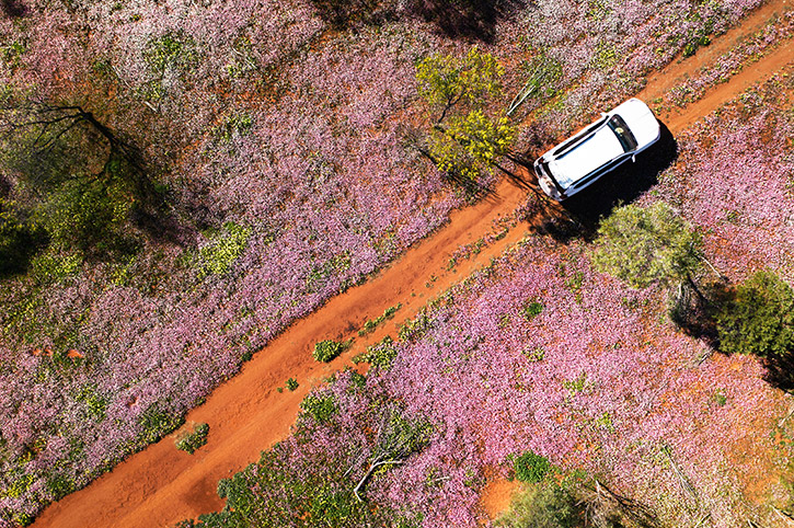 Wildflowers, Cape Range National Park, Western Australia