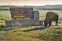 Bison and sign for Wind Cave National Park, South Dakota