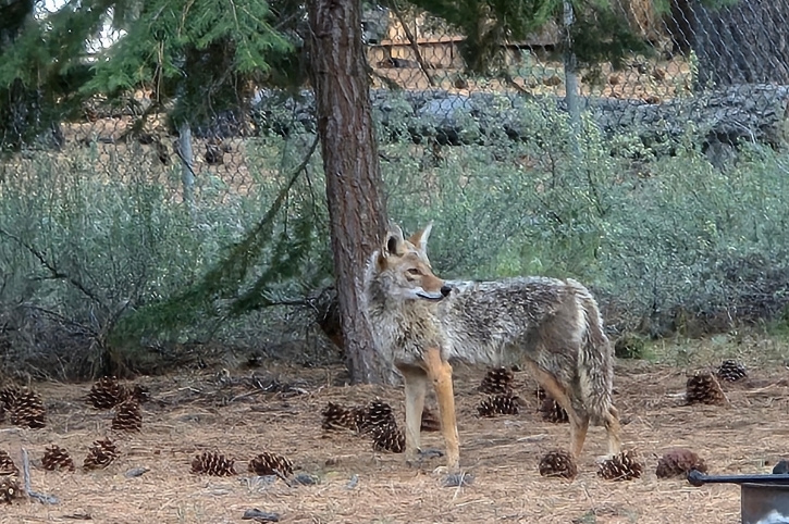 Wolf, California, USA