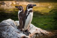 Yellow Eyed Penguins, Otago