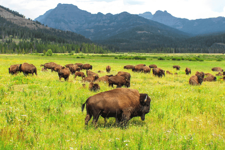 Hayden Valley, Yellowstone National Park, wild bison