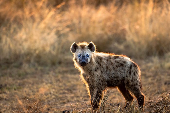 Young Spotted Hyena, Kenya