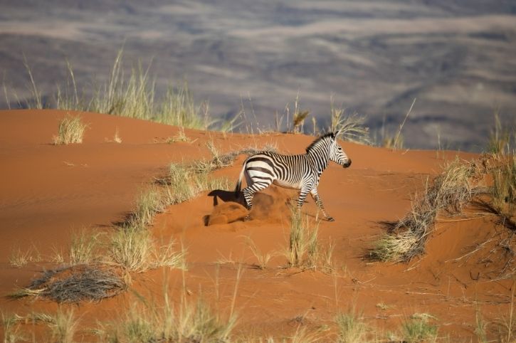 Zebra, Sossusvlei Desert Lodge, Namibia