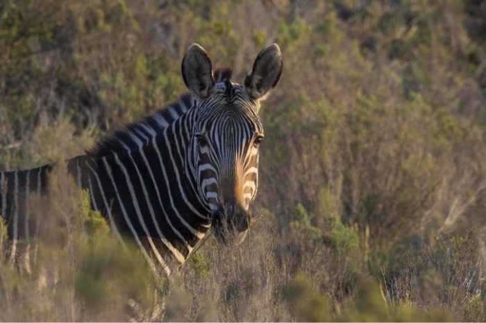 Zebra in Sanbona Wildlife Reserve, Western Cape, South Africa
