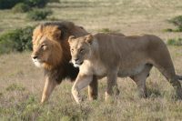 Lions, Amakhala Game Reserve, South Africa