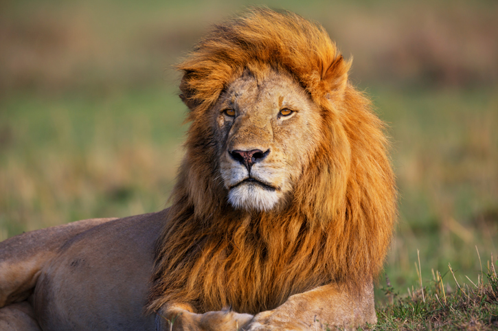 Lion, Masai Mara National Reserve