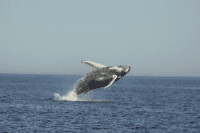 Brier Island Whale Watching Tour, Nova Scotia