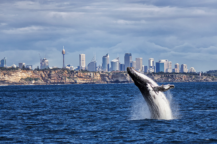 Whale watching, Sydney Harbour