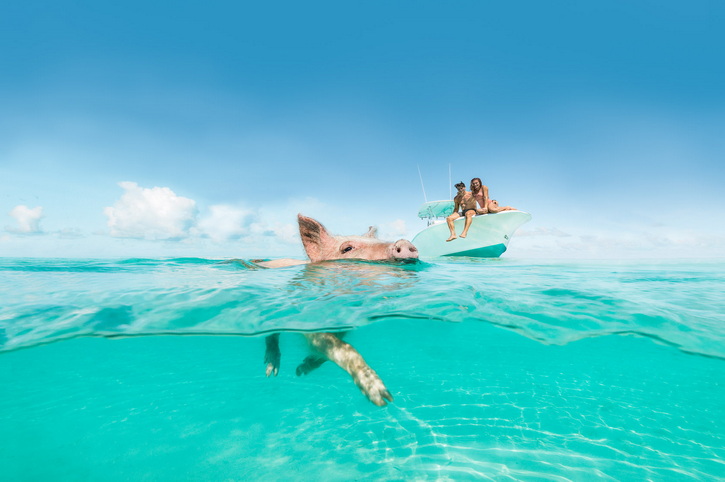Bahamas, Pigs, Caribbean